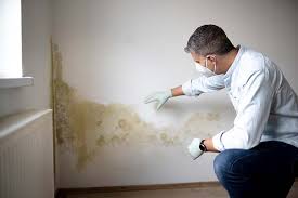 Santa Nella, CA Mold Removal Company